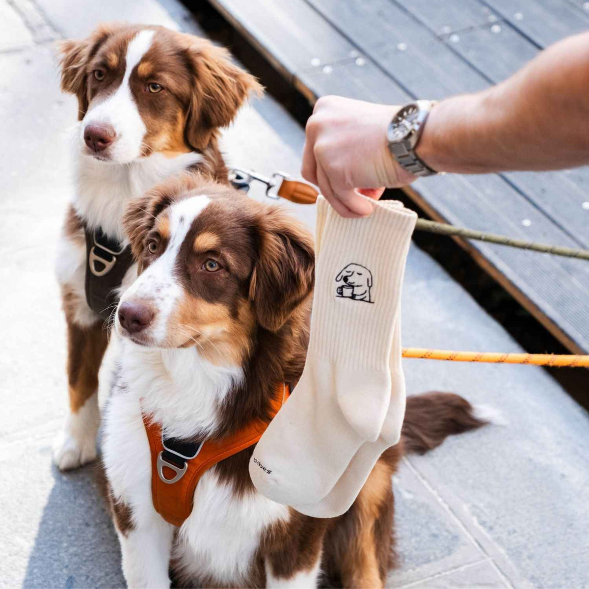 Dog with Cup Tennissocken